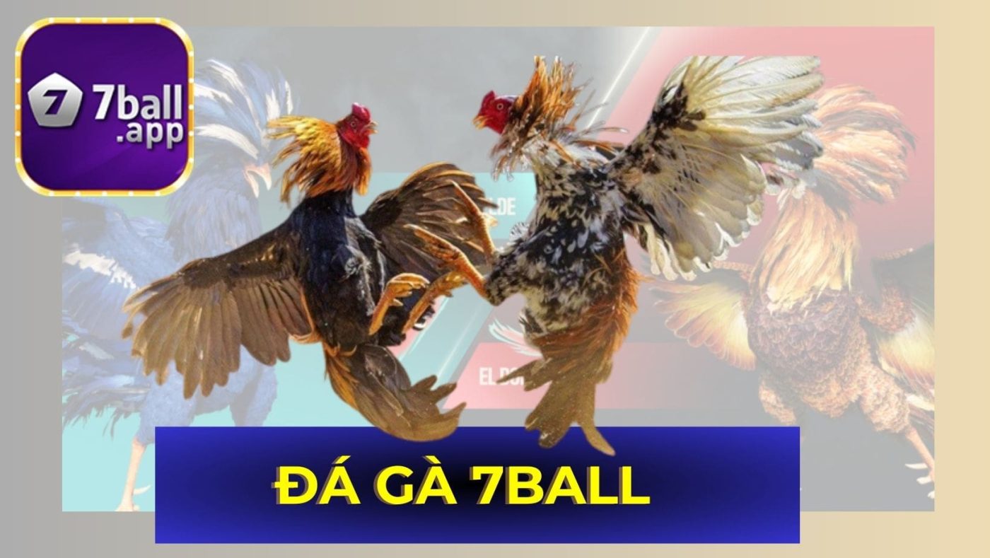 Đá gà 7Ball