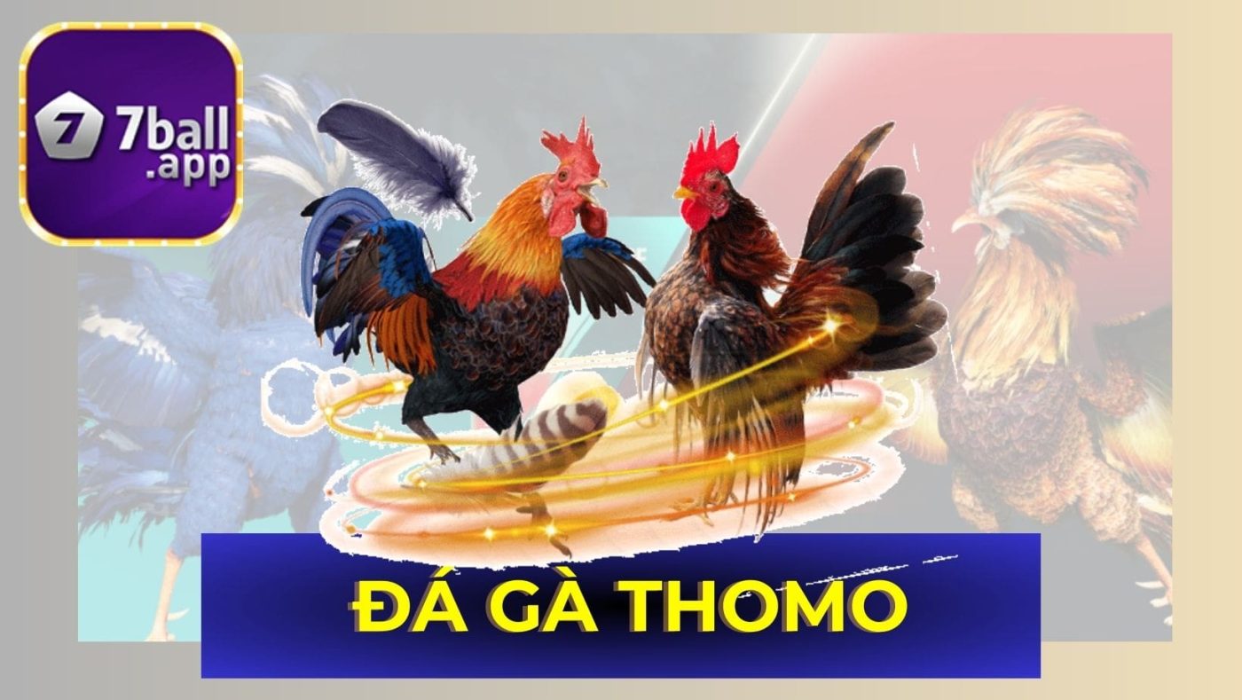 Cho những ai quan tâm đến Đá gà trực tiếp Thomo